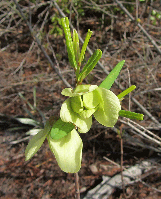 Asimina pygmaea