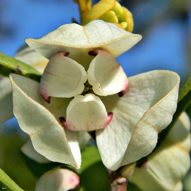 Asimina reticulata