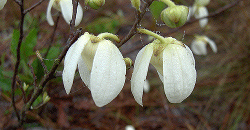 Asimina reticulata