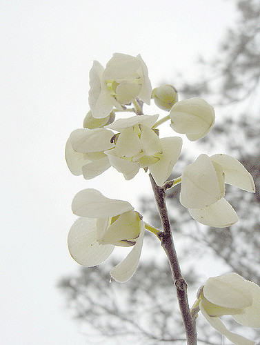 Asimina reticulata
