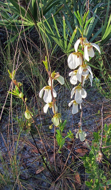 Asimina reticulata
