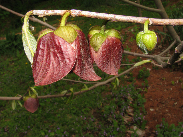 Asiminier trilobé (Asimina triloba)