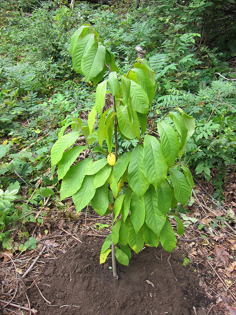 Asiminier trilobé