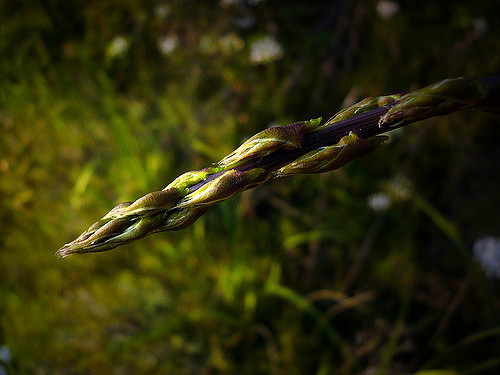 Asperge à feuilles aiguës