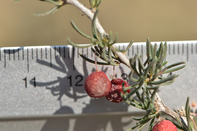 Asperge à tiges blanches (Asparagus albus)
