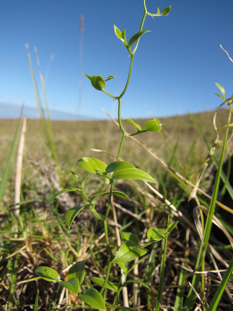 Asparagus asparagoides