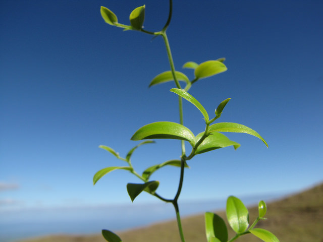 Asparagus asparagoides