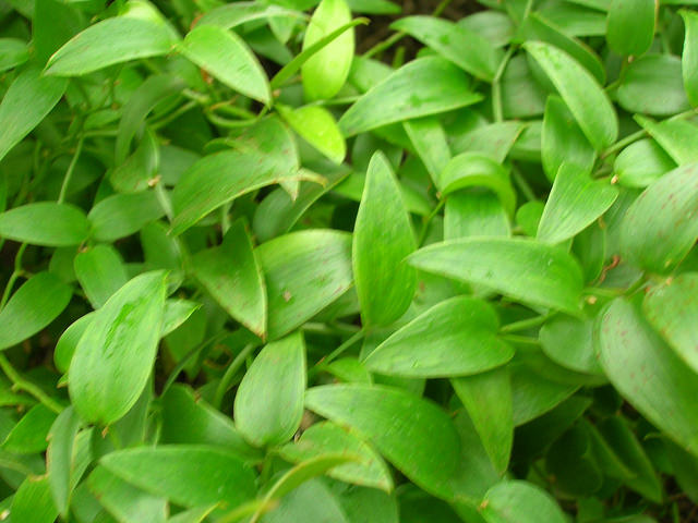 Asparagus asparagoides