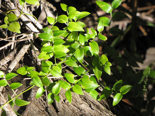 Asparagus asparagoides
