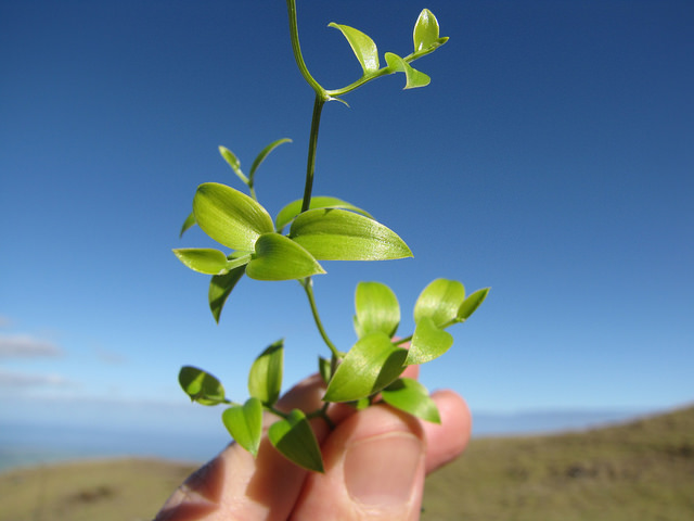 Asparagus asparagoides