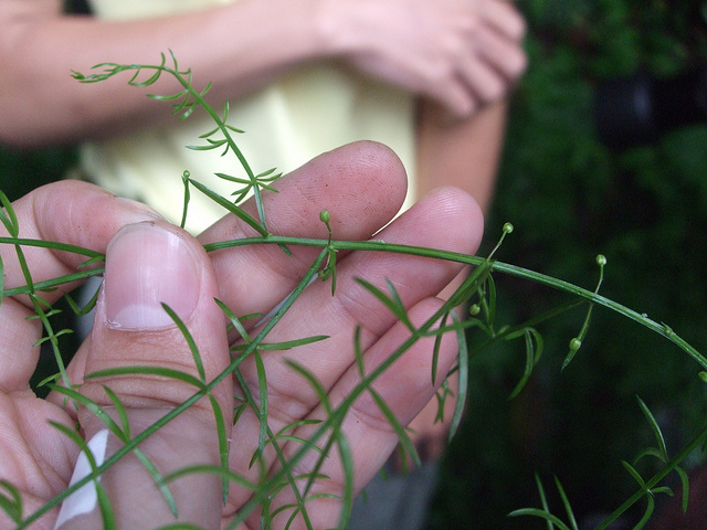 Asperge de cochinchine (Asparagus cochinchinensis)