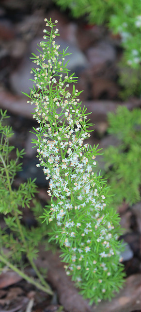 Asparagus à fleurs denses