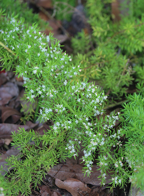Asparagus à fleurs denses