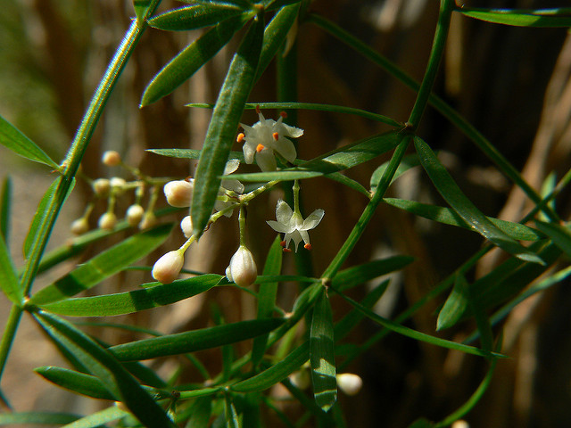Asparagus à fleurs denses