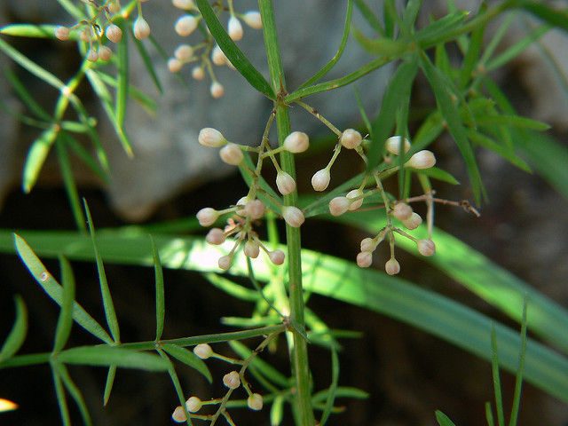 Asparagus à fleurs denses