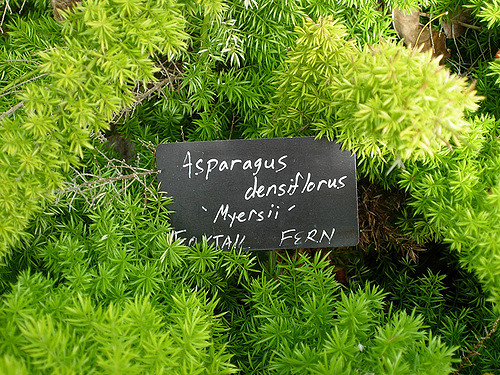 Asparagus à fleurs denses