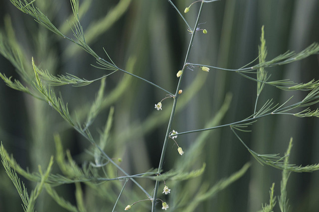 Asperge
