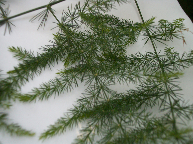Asperge sétacée (Asparagus setaceus)