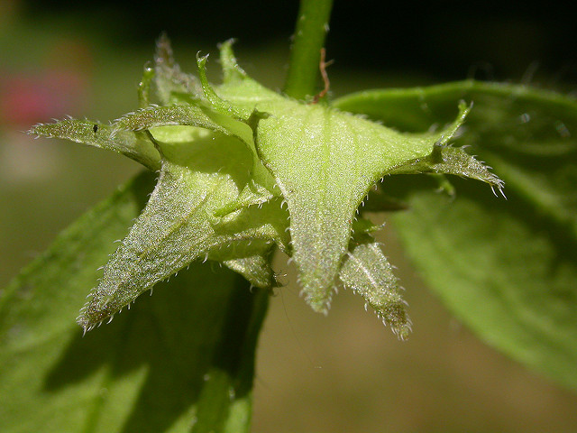 Rapette couchée (Asperugo procumbens)