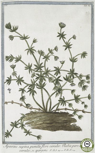 Aspérule bleue (Asperula arvensis)