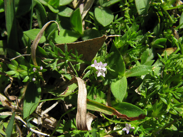 Aspérule bleue