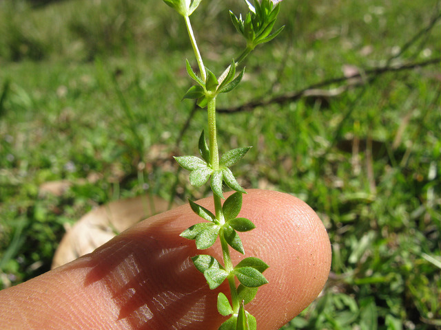 Aspérule bleue