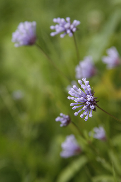Aspérule bleue