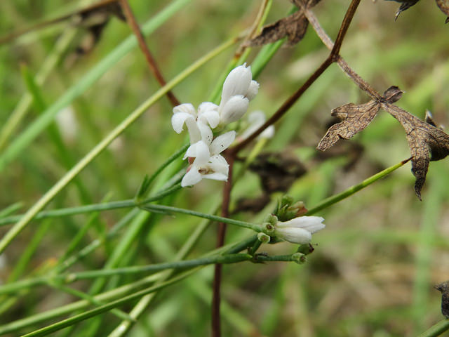 Asperula cynanchica
