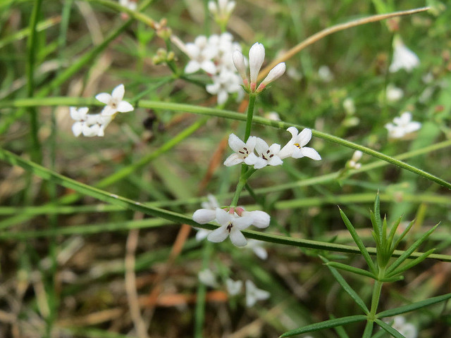 Asperula cynanchica