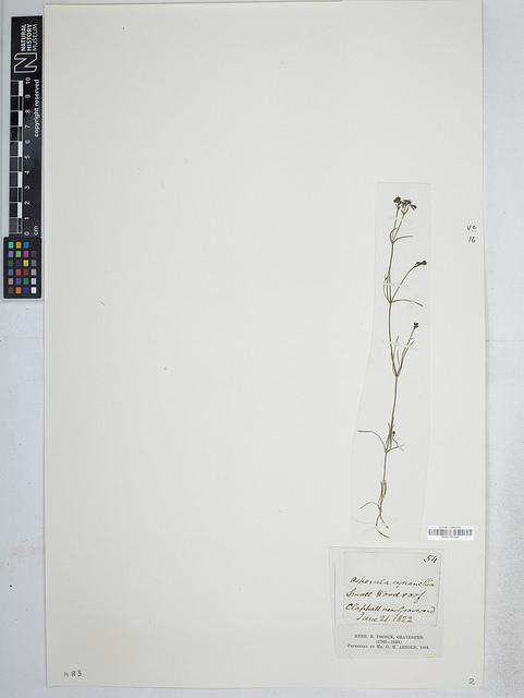Asperula cynanchica