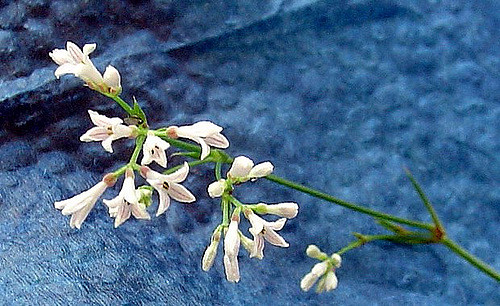 Asperula cynanchica