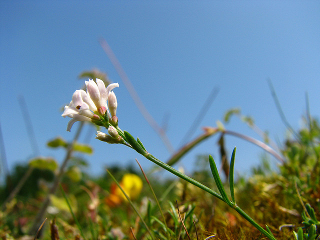 Asperula cynanchica (Asperula cynanchica)
