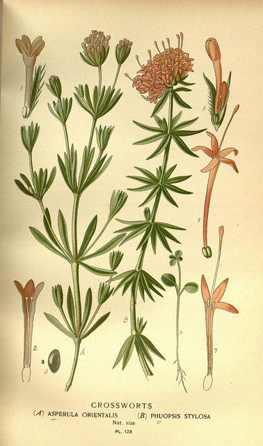 Asperula orientalis (Asperula orientalis)