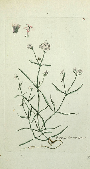 Aspérule des teinturiers (Asperula tinctoria)