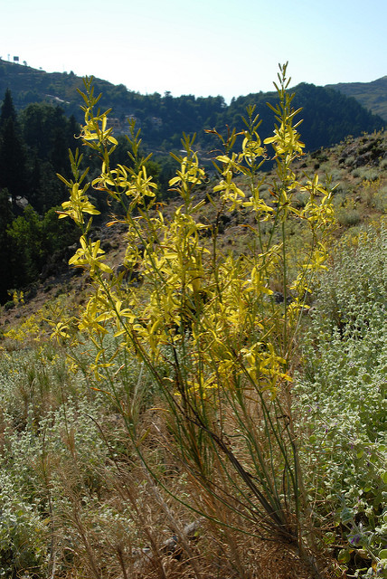 Asphodeline liburnica