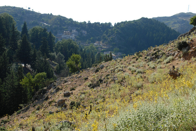 Asphodeline liburnica