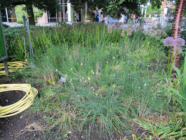 Asphodeline liburnica