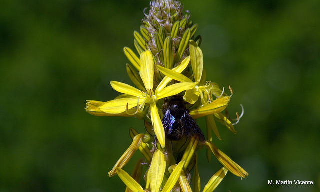 Asphodeline liburnica