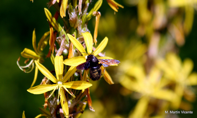 Asphodeline liburnica