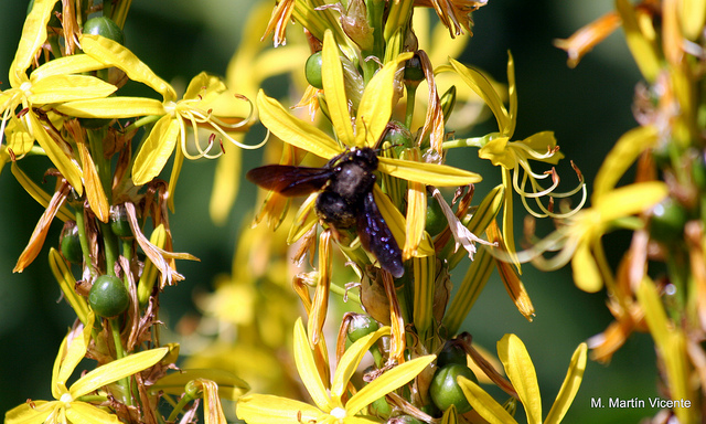 Asphodeline liburnica (Asphodeline liburnica)
