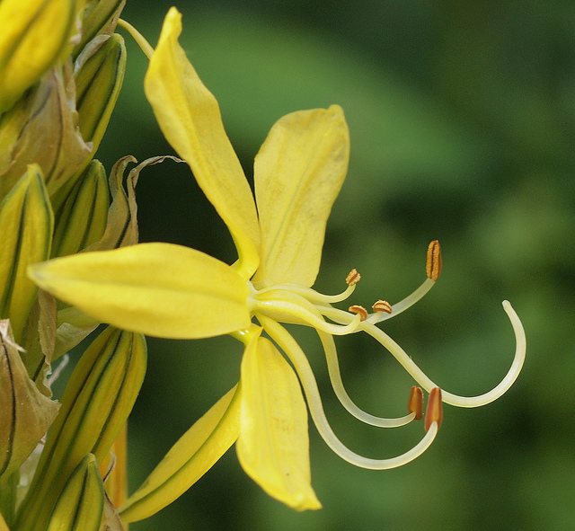 Bâton de jacob (Asphodeline lutea)