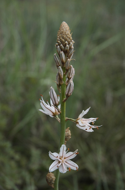 Asphodelus aestivus