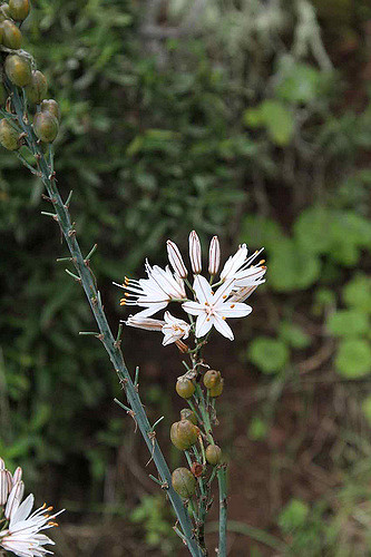 Asphodelus aestivus