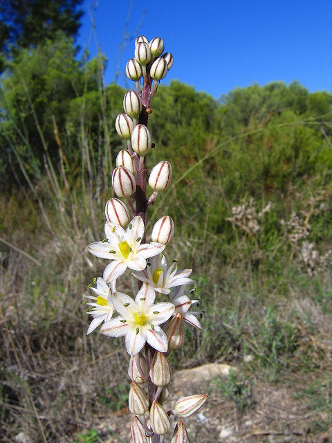 Asphodelus aestivus
