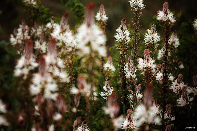 Asphodèle blanc (Asphodelus albus)