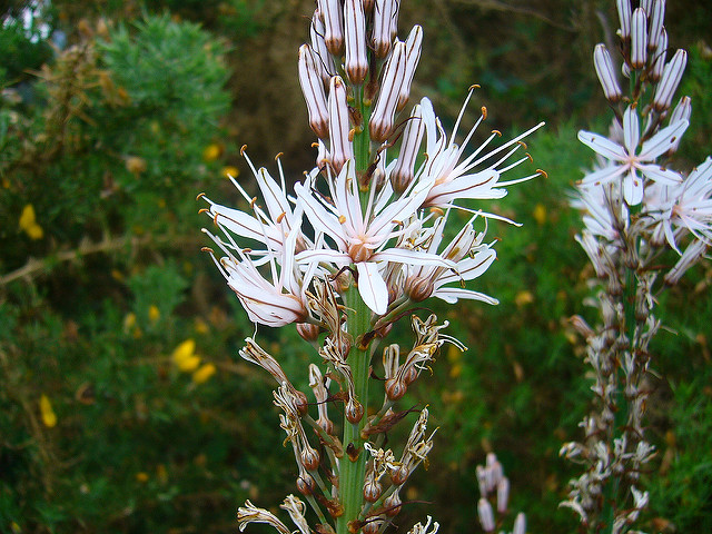 Asphodèle blanc