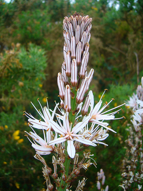 Asphodèle blanc
