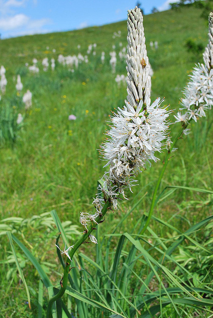 Asphodèle blanc