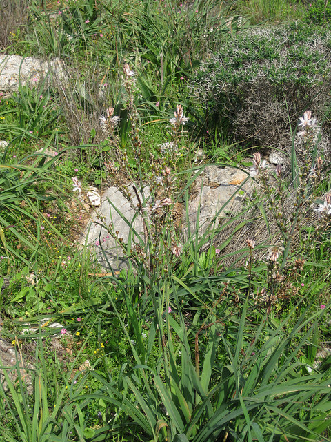 Asphodèle ramifié