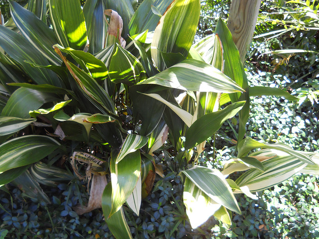 Aspidistra elatior